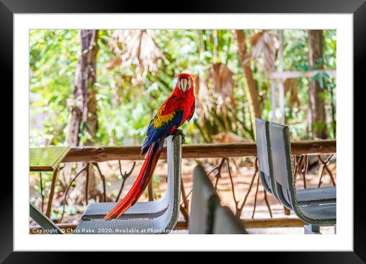 Wild Scarlet Macaw invading restaurant Framed Mounted Print by Chris Rabe