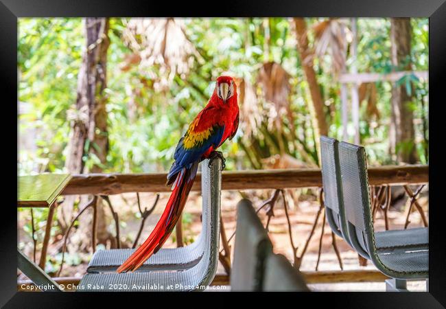 Wild Scarlet Macaw invading restaurant Framed Print by Chris Rabe