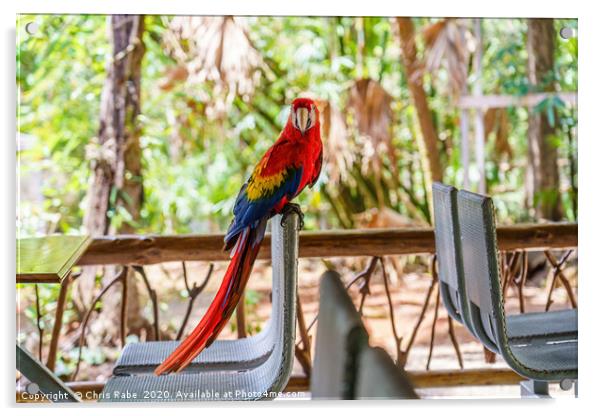 Wild Scarlet Macaw invading restaurant Acrylic by Chris Rabe