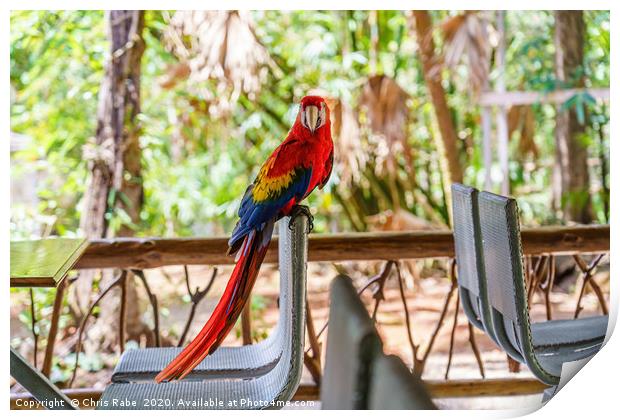 Wild Scarlet Macaw invading restaurant Print by Chris Rabe