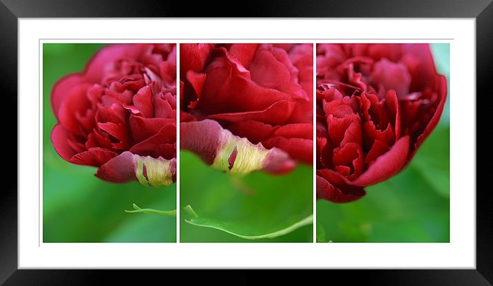 Peonies Triptych Framed Mounted Print by Abdul Kadir Audah