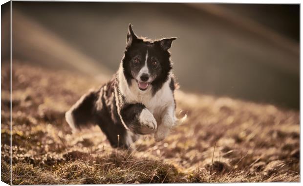 Border Collie  Canvas Print by John Malley