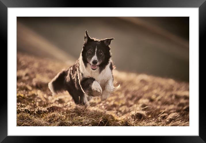 Border Collie  Framed Mounted Print by John Malley