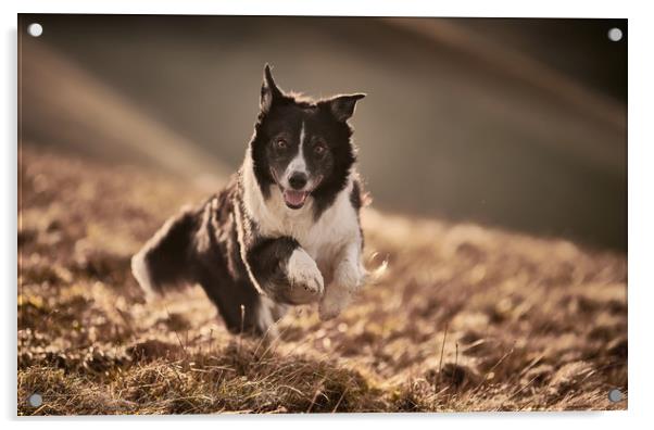 Border Collie  Acrylic by John Malley