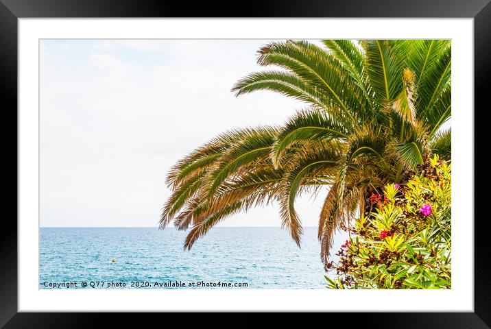 beautiful spreading palm tree on the beach, exotic Framed Mounted Print by Q77 photo