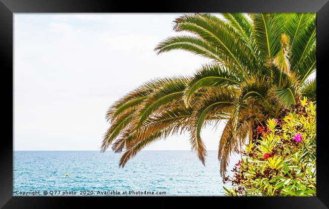 beautiful spreading palm tree on the beach, exotic Framed Print by Q77 photo