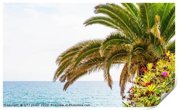 beautiful spreading palm tree on the beach, exotic Print by Q77 photo