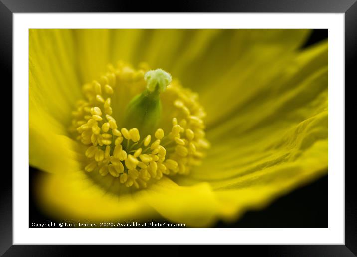 Welsh Poppy Close up Framed Mounted Print by Nick Jenkins