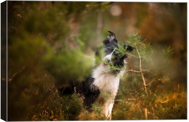 Border Collie Hide and Seek Canvas Print by John Malley
