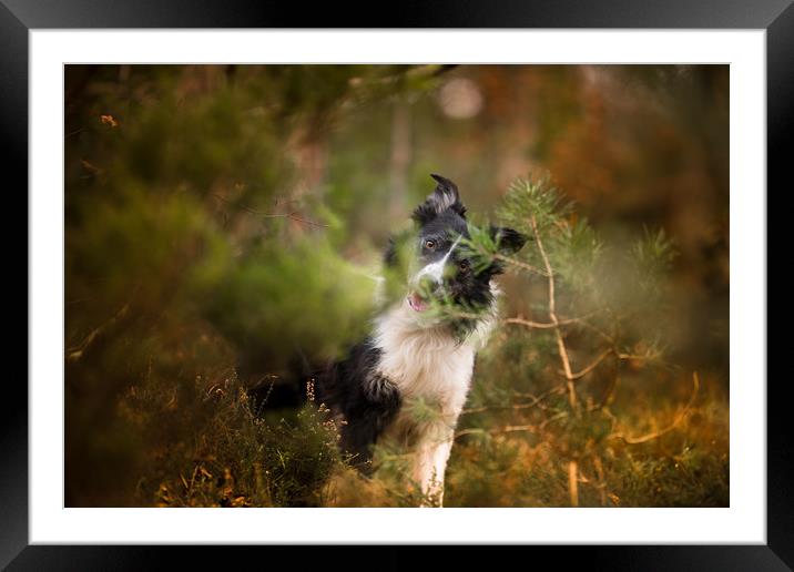 Border Collie Hide and Seek Framed Mounted Print by John Malley