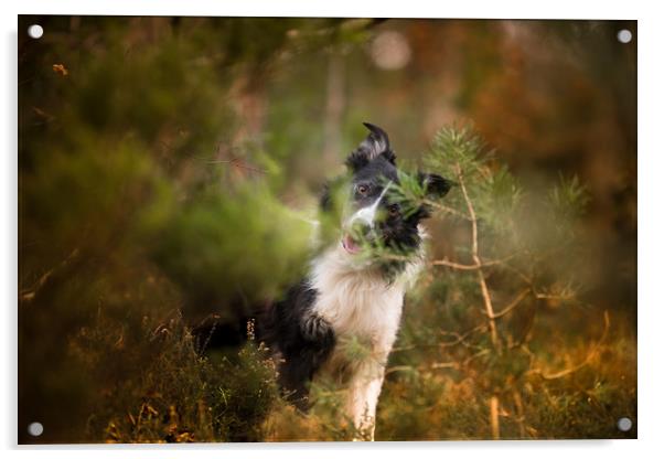 Border Collie Hide and Seek Acrylic by John Malley