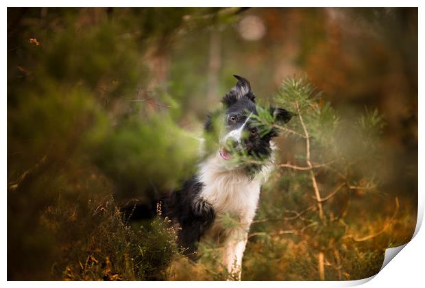 Border Collie Hide and Seek Print by John Malley