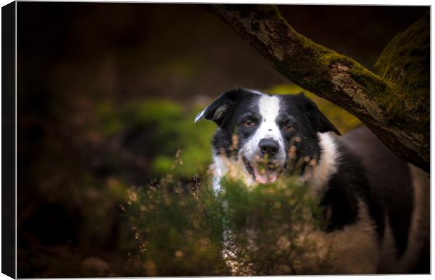 Border Collie Hide and Seek Canvas Print by John Malley