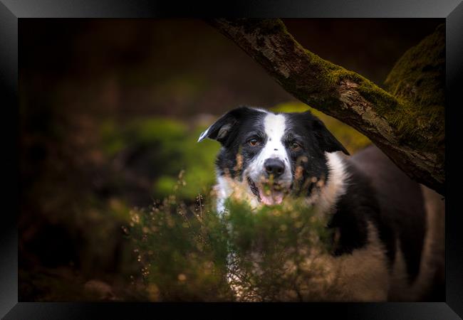 Border Collie Hide and Seek Framed Print by John Malley
