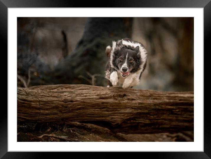 Border Collie in Action Framed Mounted Print by John Malley