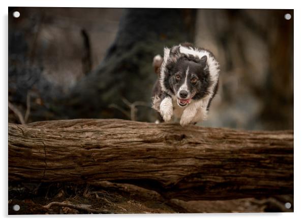 Border Collie in Action Acrylic by John Malley