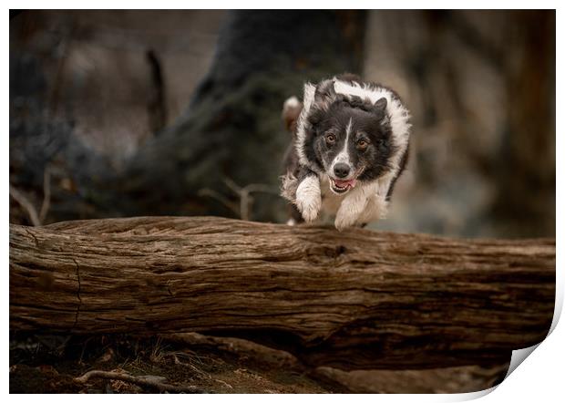 Border Collie in Action Print by John Malley