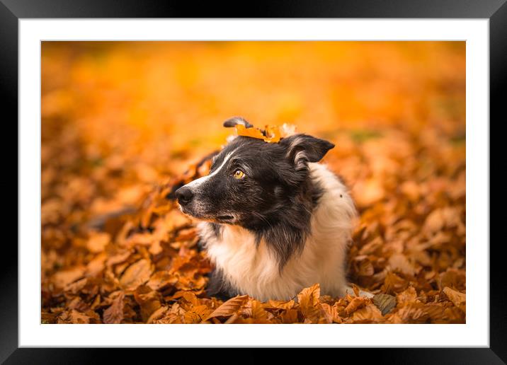 Border Collie Autumn Framed Mounted Print by John Malley
