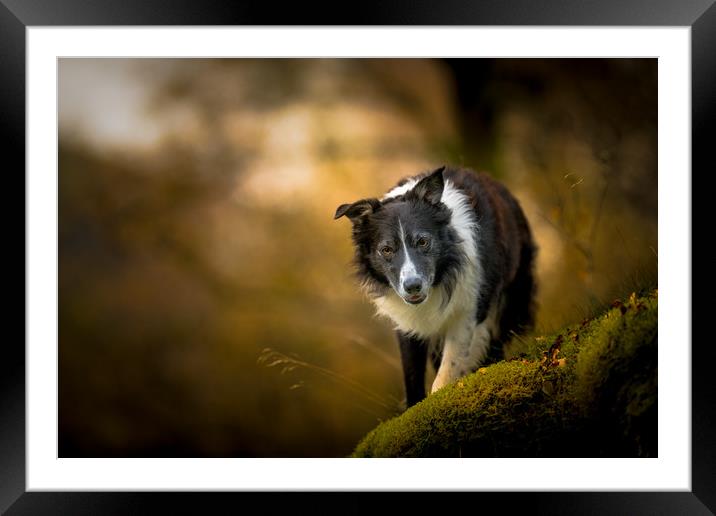 On the Prowl Framed Mounted Print by John Malley