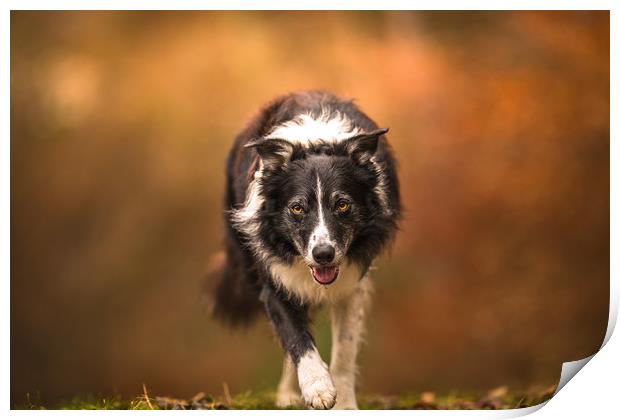 The Eye of a Border Collie Print by John Malley