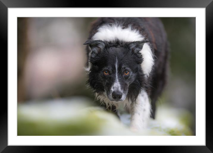 The Border Collie Eye Framed Mounted Print by John Malley