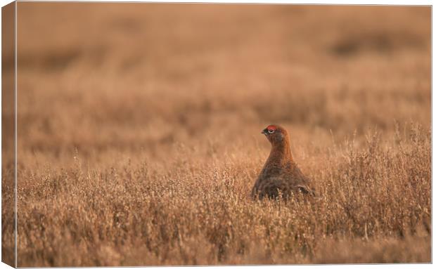 Red Grouse Moorland Canvas Print by John Malley