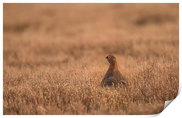 Red Grouse Moorland Print by John Malley