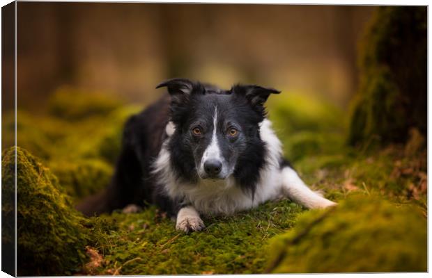 Woodland Sprite Canvas Print by John Malley