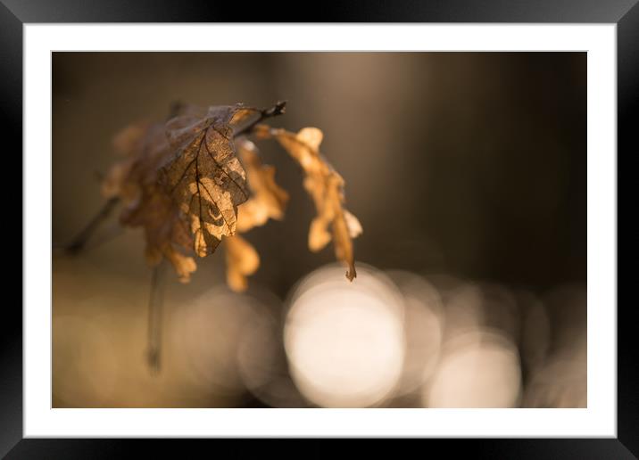 Autumn Oak Leaves Hanging On Framed Mounted Print by John Malley