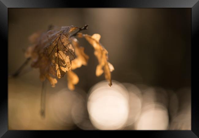 Autumn Oak Leaves Hanging On Framed Print by John Malley