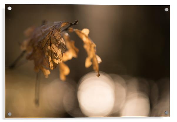 Autumn Oak Leaves Hanging On Acrylic by John Malley