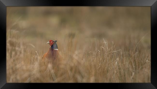 Pheasant under Cover Framed Print by John Malley