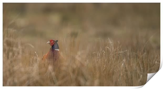 Pheasant under Cover Print by John Malley
