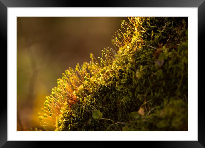 A Miniature World Framed Mounted Print by John Malley