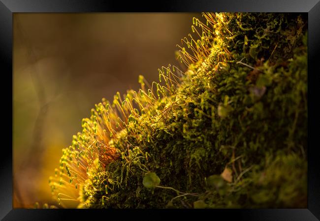 A Miniature World Framed Print by John Malley