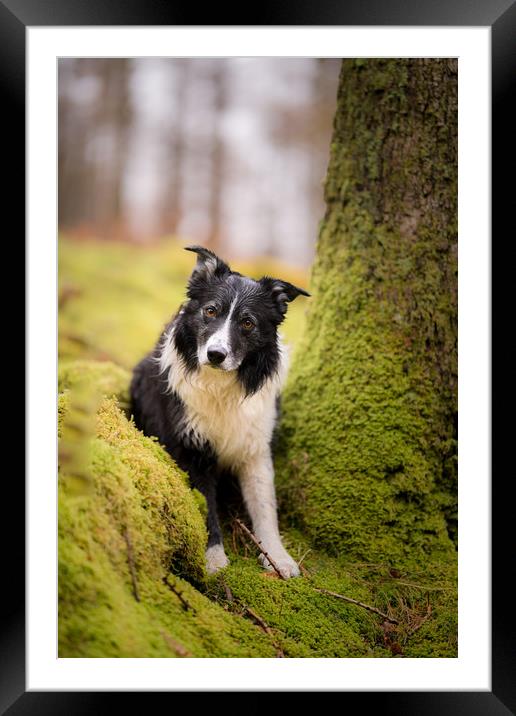 Border Collie Games Framed Mounted Print by John Malley