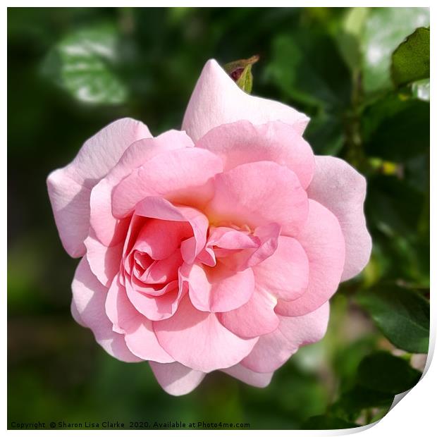 Pink Rose Perfection Print by Sharon Lisa Clarke