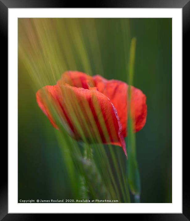 The Lone poppy Framed Mounted Print by James Rowland