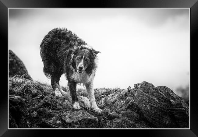 The Shepherds Dog Framed Print by John Malley