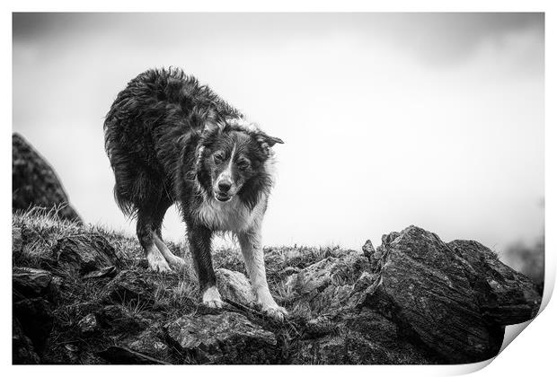 The Shepherds Dog Print by John Malley