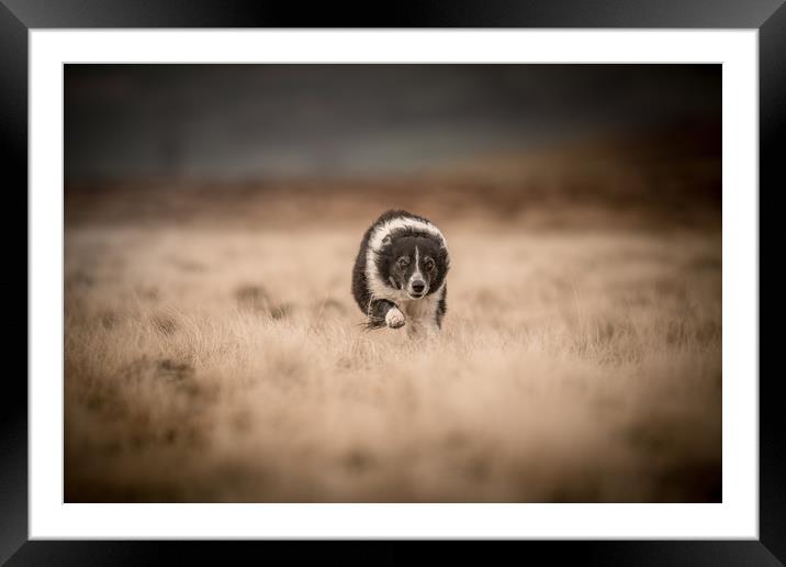 'Pity the Sheep!' Framed Mounted Print by John Malley