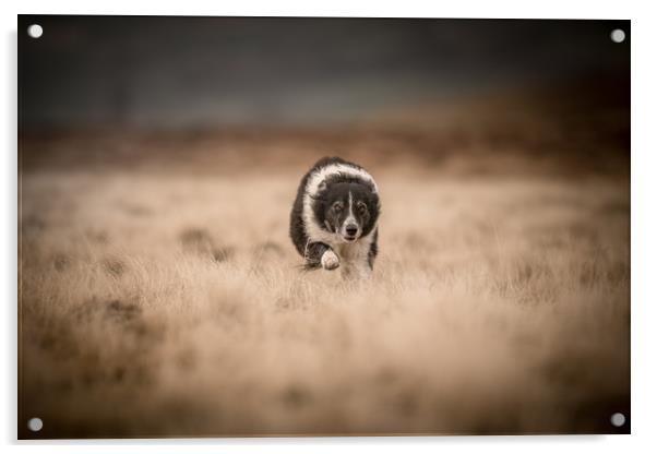 'Pity the Sheep!' Acrylic by John Malley