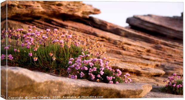 Thrift on the Hilbre Rocks Canvas Print by Liam Neon