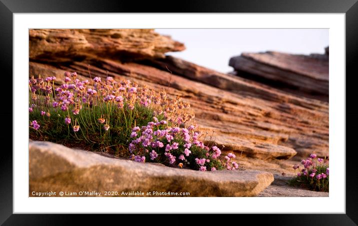 Thrift on the Hilbre Rocks Framed Mounted Print by Liam Neon