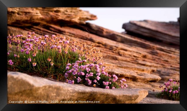 Thrift on the Hilbre Rocks Framed Print by Liam Neon