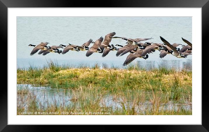 Canada Geese at Rutland Water Framed Mounted Print by Martyn Arnold