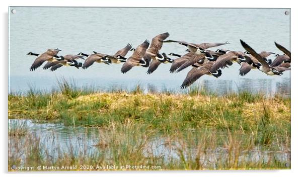 Canada Geese at Rutland Water Acrylic by Martyn Arnold