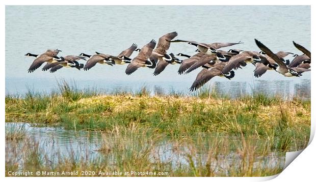 Canada Geese at Rutland Water Print by Martyn Arnold