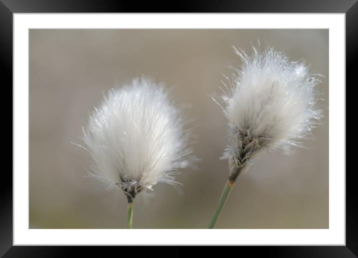 Common Cotton Grass Framed Mounted Print by John Malley