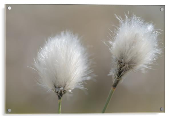 Common Cotton Grass Acrylic by John Malley